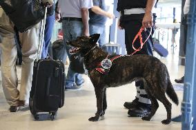 Sniffer dogs detect people infected with Covid 19 in Airport - Marseille