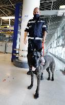 Sniffer dogs detect people infected with Covid 19 in Airport - Marseille
