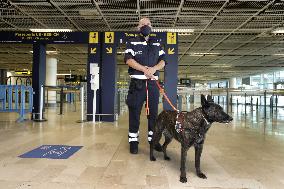 Sniffer dogs detect people infected with Covid 19 in Airport - Marseille