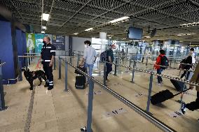 Sniffer dogs detect people infected with Covid 19 in Airport - Marseille