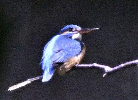 Kingfisher in northeastern Japan