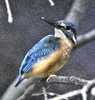 Kingfisher in northeastern Japan