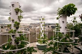 Audrey Pulvar Inaugurates A Roof Farm - Paris