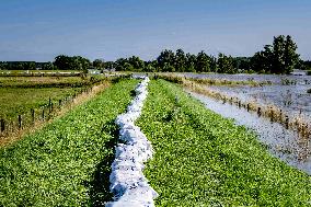 Sandbagging for Flood Protection in Netherlands