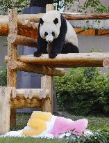 Giant panda at western Japan zoo
