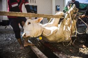 Muslims Celebrate Eid al-Adha - Indonesia