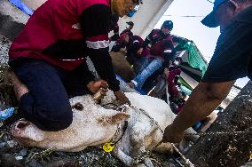 Muslims Celebrate Eid al-Adha - Indonesia