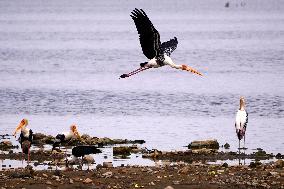 Stork Inside The Lake - Rajasthan