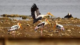 Stork Inside The Lake - Rajasthan