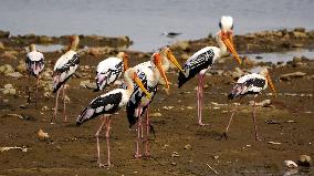 Stork Inside The Lake - Rajasthan