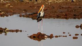 Stork Inside The Lake - Rajasthan