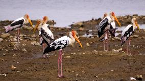 Stork Inside The Lake - Rajasthan