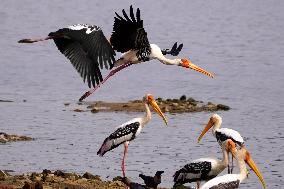 Stork Inside The Lake - Rajasthan