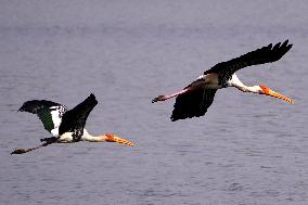 Stork Inside The Lake - Rajasthan