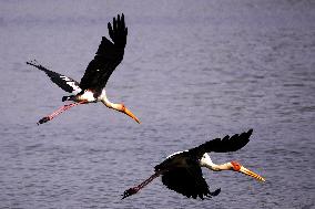 Stork Inside The Lake - Rajasthan