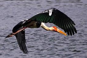 Stork Inside The Lake - Rajasthan