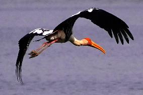 Stork Inside The Lake - Rajasthan