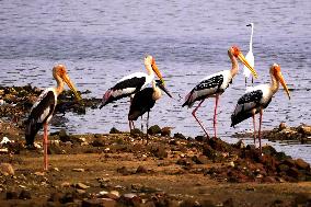 Stork Inside The Lake - Rajasthan