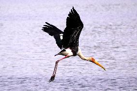 Stork Inside The Lake - Rajasthan