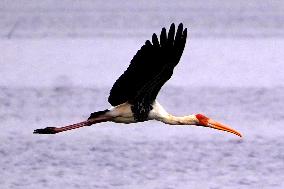 Stork Inside The Lake - Rajasthan