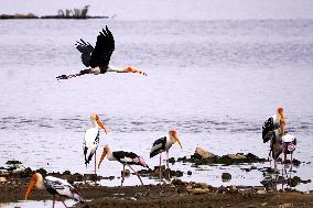 Stork Inside The Lake - Rajasthan