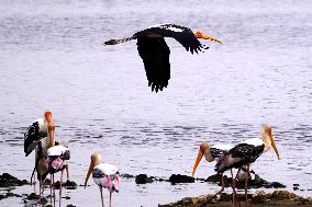 Stork Inside The Lake - Rajasthan