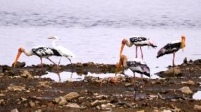 Stork Inside The Lake - Rajasthan