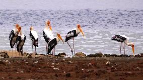 Stork Inside The Lake - Rajasthan