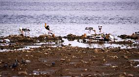 Stork Inside The Lake - Rajasthan