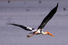 Stork Inside The Lake - Rajasthan