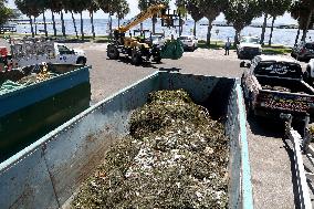 800 tons of dead fish on Florida beaches blamed on toxic red tide