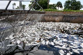 800 tons of dead fish on Florida beaches blamed on toxic red tide