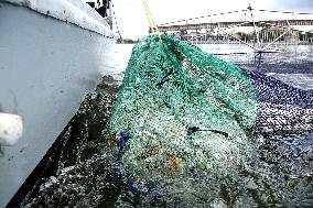 800 tons of dead fish on Florida beaches blamed on toxic red tide