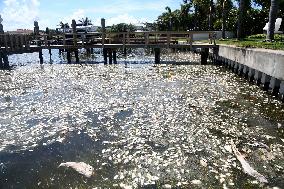 800 tons of dead fish on Florida beaches blamed on toxic red tide