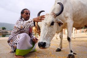 Hindu Priest Offers Prayers To A Cow - Rajasthan