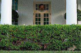 West Wing White House Rabbit