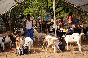 Goats Vendors Along A Street Before The Eid al-Adha Festival - Rajasthan
