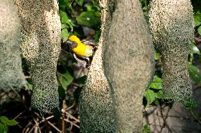 Nests of Baya weaver - India