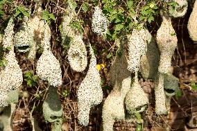 Nests of Baya weaver - India