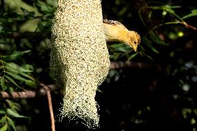 Nests of Baya weaver - India