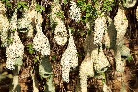 Nests of Baya weaver - India