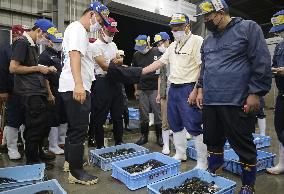 First pufferfish auction of season in western Japan