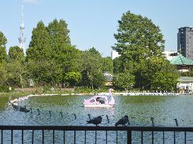 Shinobazu pond in Tokyo