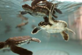 Sea turtle hatchlings at western Japan aquarium