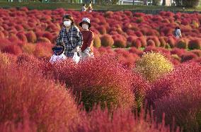 Reddening kochia plants at western Japan park
