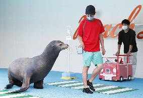 Seal show at central Japan aquarium