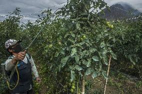 Sinabung Volcano Eruption Aftermath - Sumatra