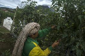 Sinabung Volcano Eruption Aftermath - Sumatra