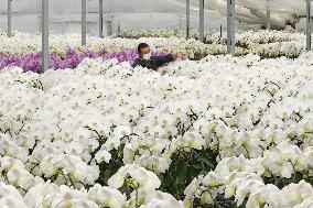 "Kochoran" orchid output ahead of election