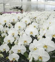 "Kochoran" orchid output ahead of election